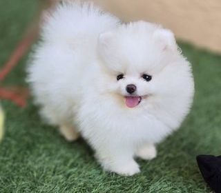 miniature