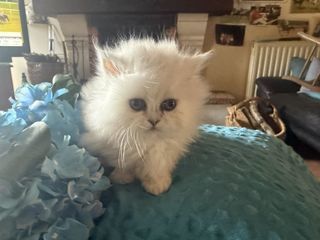 miniature