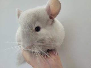 miniature