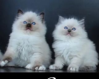 miniature