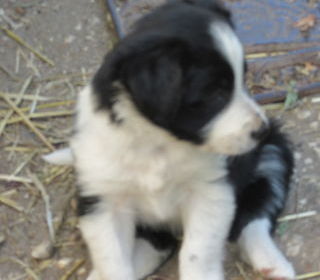 miniature