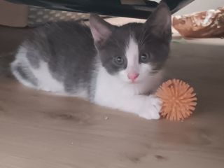miniature