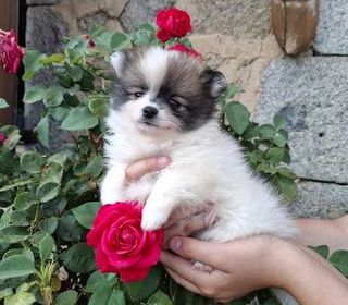 miniature
