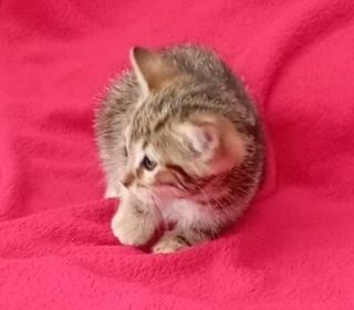 miniature
