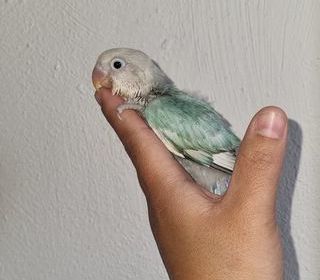 miniature