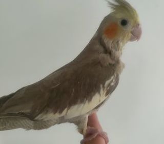 miniature