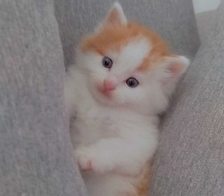 miniature