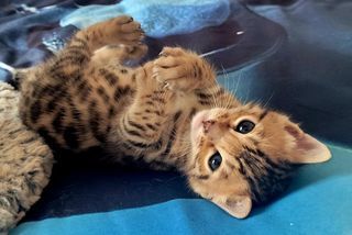 miniature