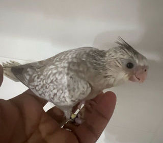 miniature