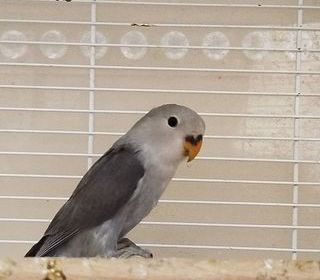 miniature