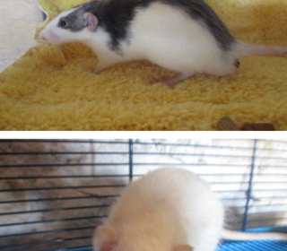 miniature