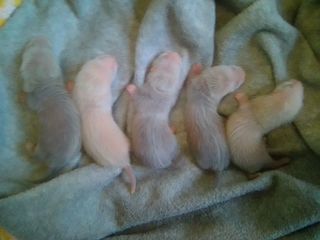 miniature