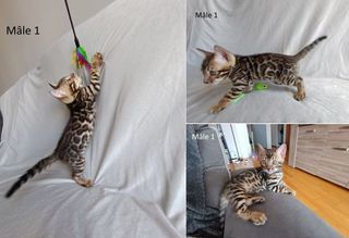 miniature