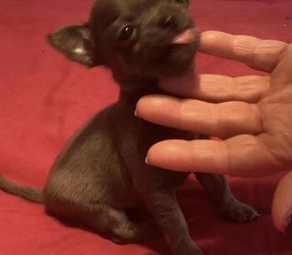 miniature