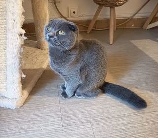 miniature