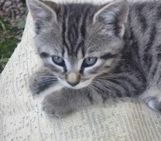 miniature