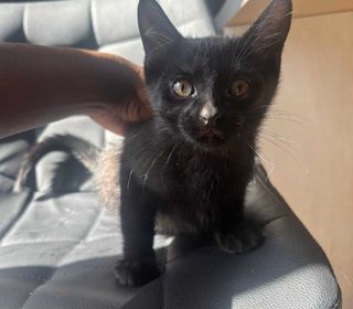 miniature