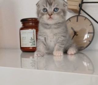 miniature