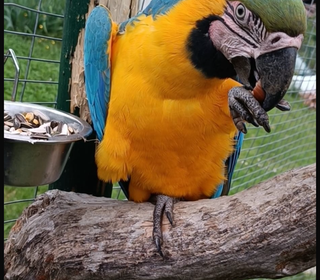 miniature