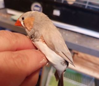 miniature