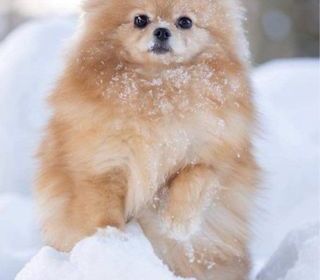 miniature