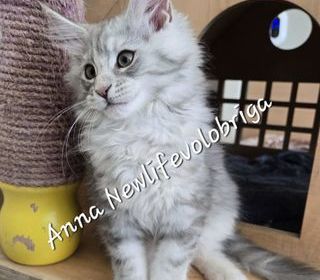 miniature
