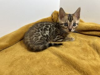 miniature