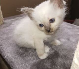 miniature