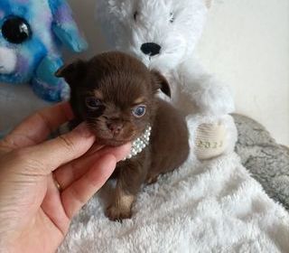 miniature