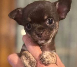 miniature