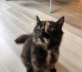 miniature