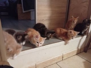 miniature