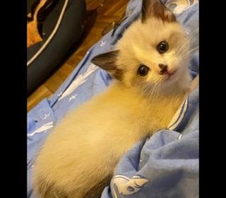 miniature