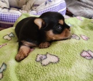 miniature