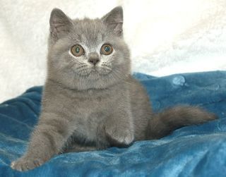 miniature