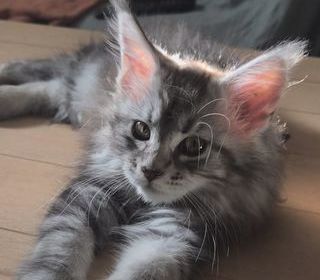 miniature