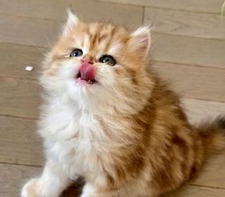miniature