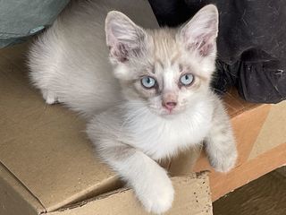 miniature