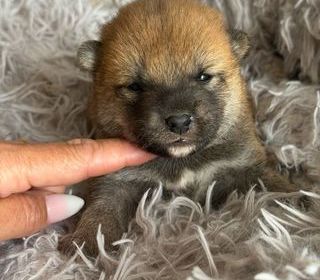 miniature