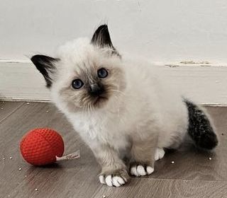 miniature
