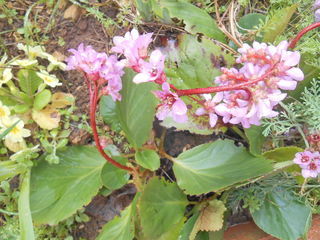 miniature