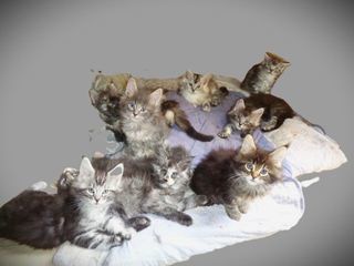 miniature