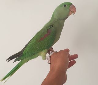 miniature