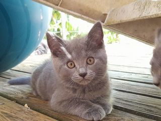 miniature