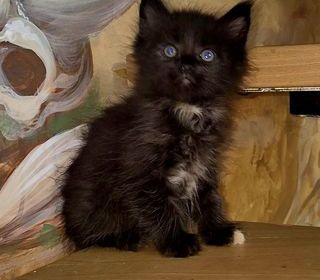 miniature