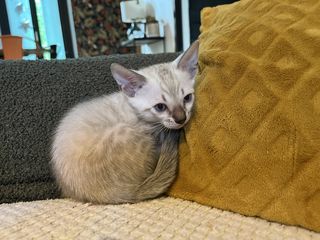 miniature