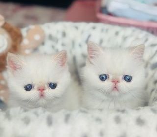 miniature
