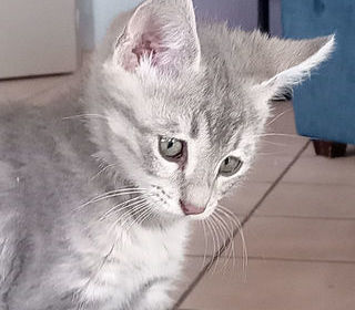 miniature