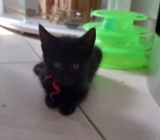 miniature