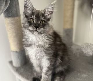 miniature